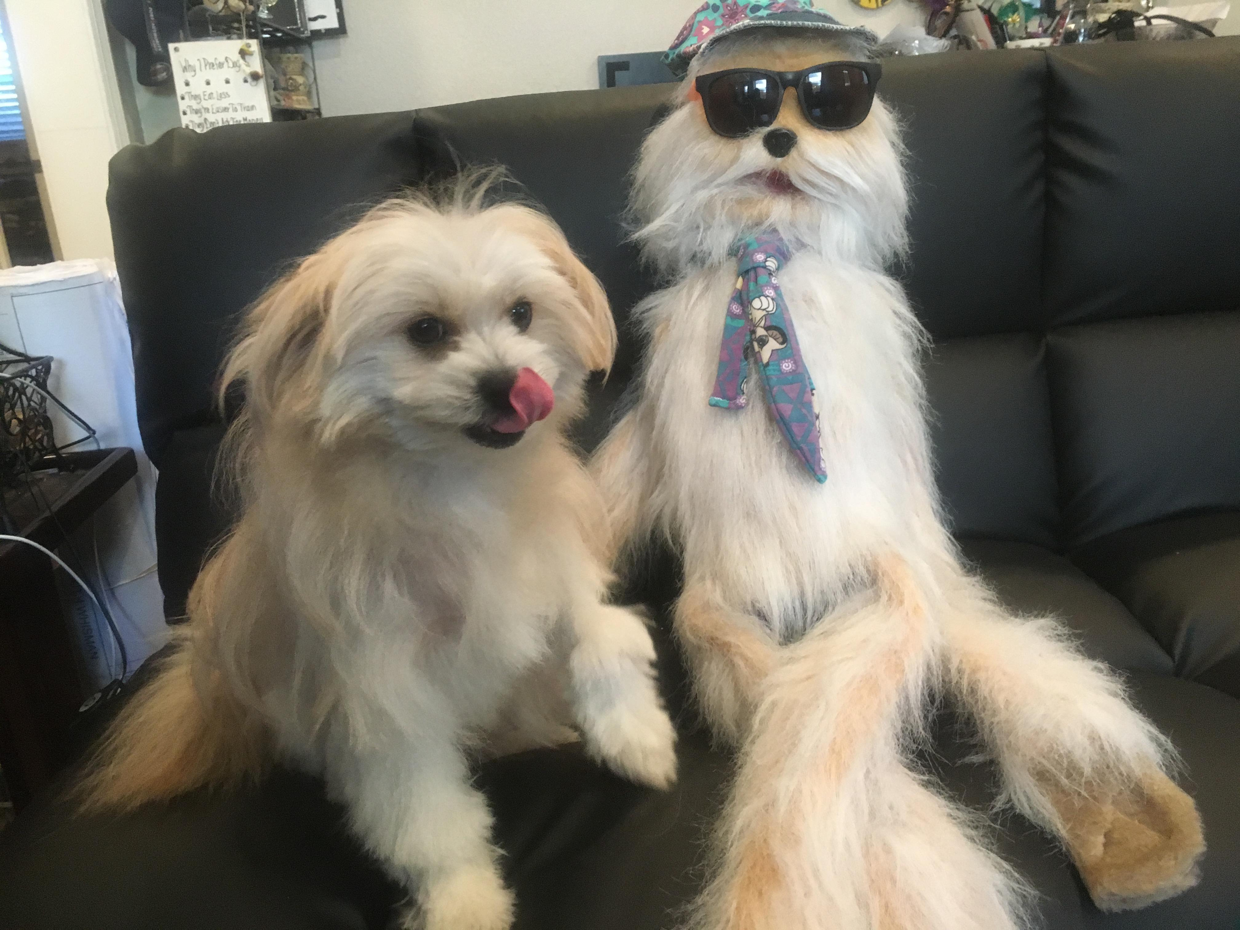 Trang's rescue dogs at home